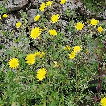 Bed & Breakfast Le Dimore Del Sarto Polignano A Mare 3*